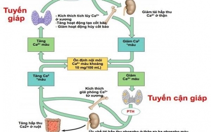 Tác dụng của Calcitonin với cơ thể