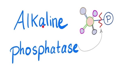 Xét nghiệm ALP: Công cụ hữu ích trong kiểm tra gan và xương