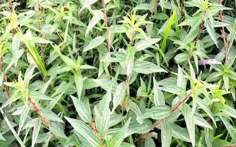 Cây Dòi Tía – Vị Thuốc chống viêm, tiêu đờm và giảm ho