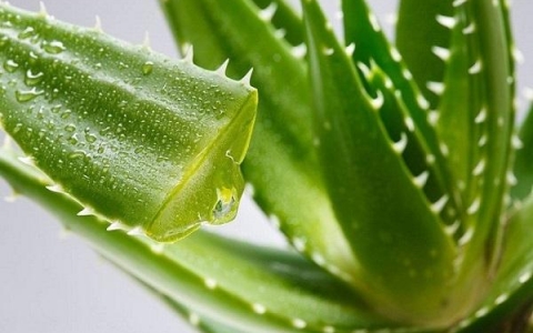 ­­­Lợi ích của nha đam trong chăm sóc sức khỏe và sắc đẹp