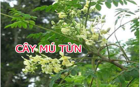 Cây Mú Từn – Vị thuốc dân gian quý giúp tăng cường sinh lý, giảm đau xương khớp