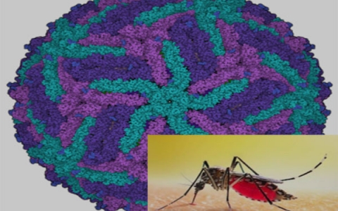 Phân biệt sốt xuất huyết Dengue với sốt Virus