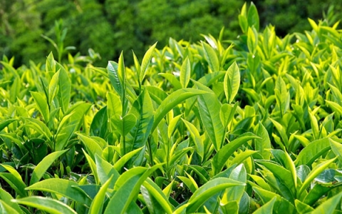 Khám phá những tác dụng tuyệt vời của trà xanh đối với sức khỏe