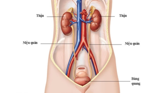 Vị trí và cấu trúc giải phẫu của thận trong hệ tiết niệu