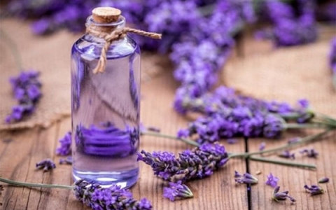 10 công dụng của tinh dầu hoa oải hương với sức khỏe