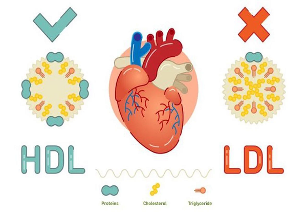 Thuốc Statin giúp tăng HDL và giảm LDL trong máu người bệnh