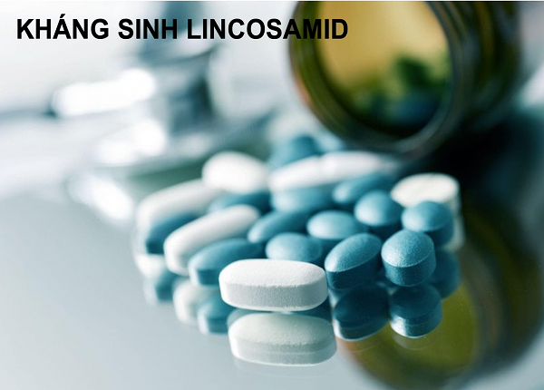 Lincosamid tác dụng chủ yếu trên vi khuẩn gram dương