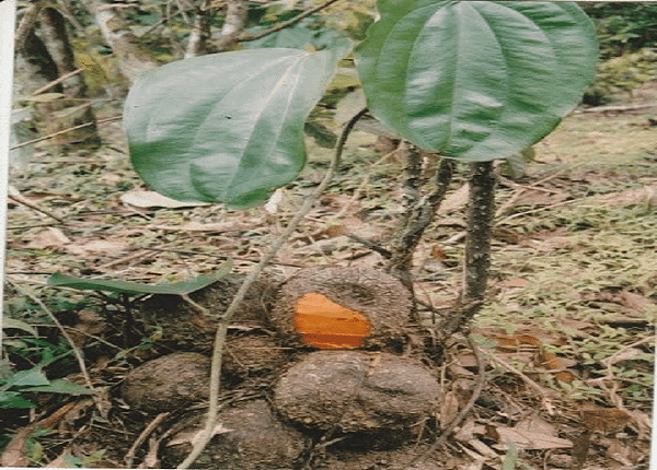 củ nâu