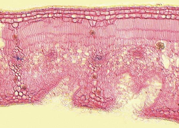 cây trúc đào trị bệnh