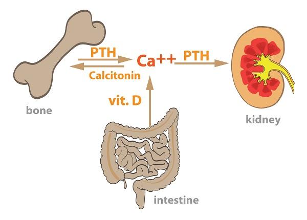 tác dụng của calcitonin với cơ thể 1