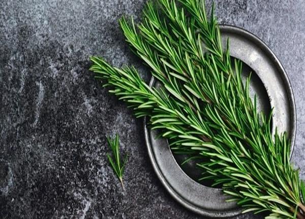 lợi ích của hương thảo 1